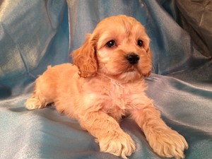 Male Cockapoo Puppy for sale #12 Born February 18th, 2013|Purebredpups is a cockapoo Breeder Located in Iowa